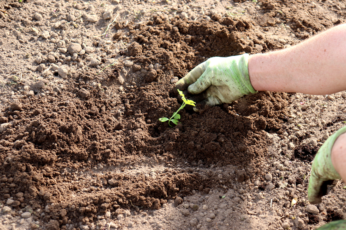 新填沙土地种西瓜生长缓慢的原因分析