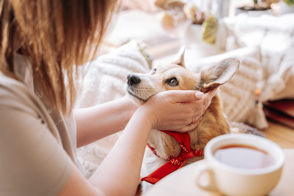以萌宠：为社会提供情感支持为题写一篇1100文章