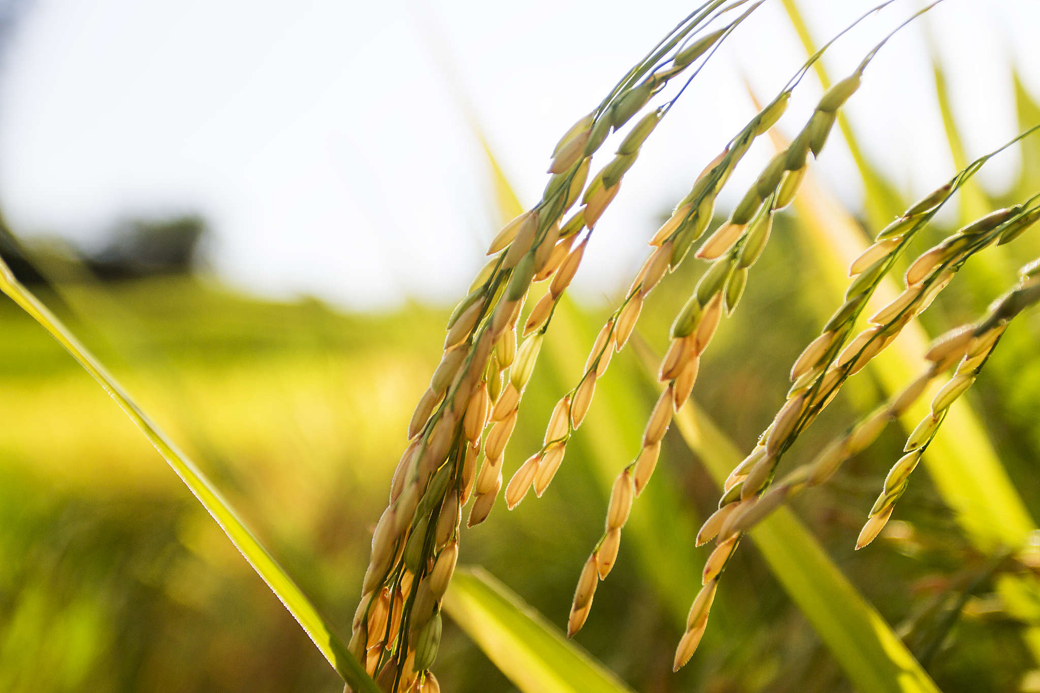 基督教起源：从公元1世纪到全球传播