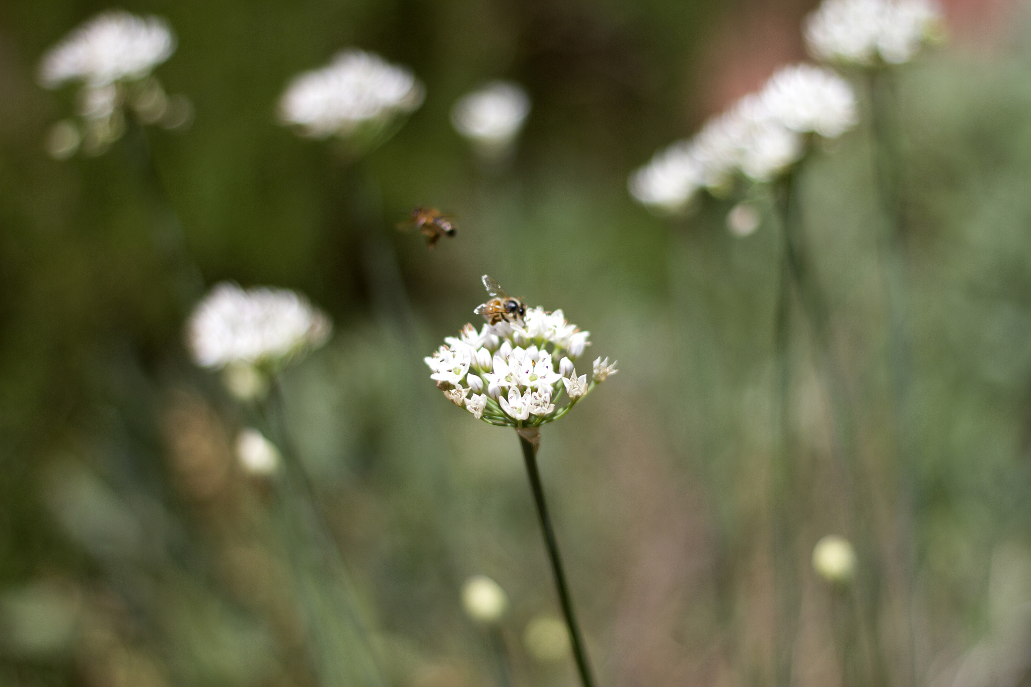 2020山东省烟台农业学校招生专业及相关信息