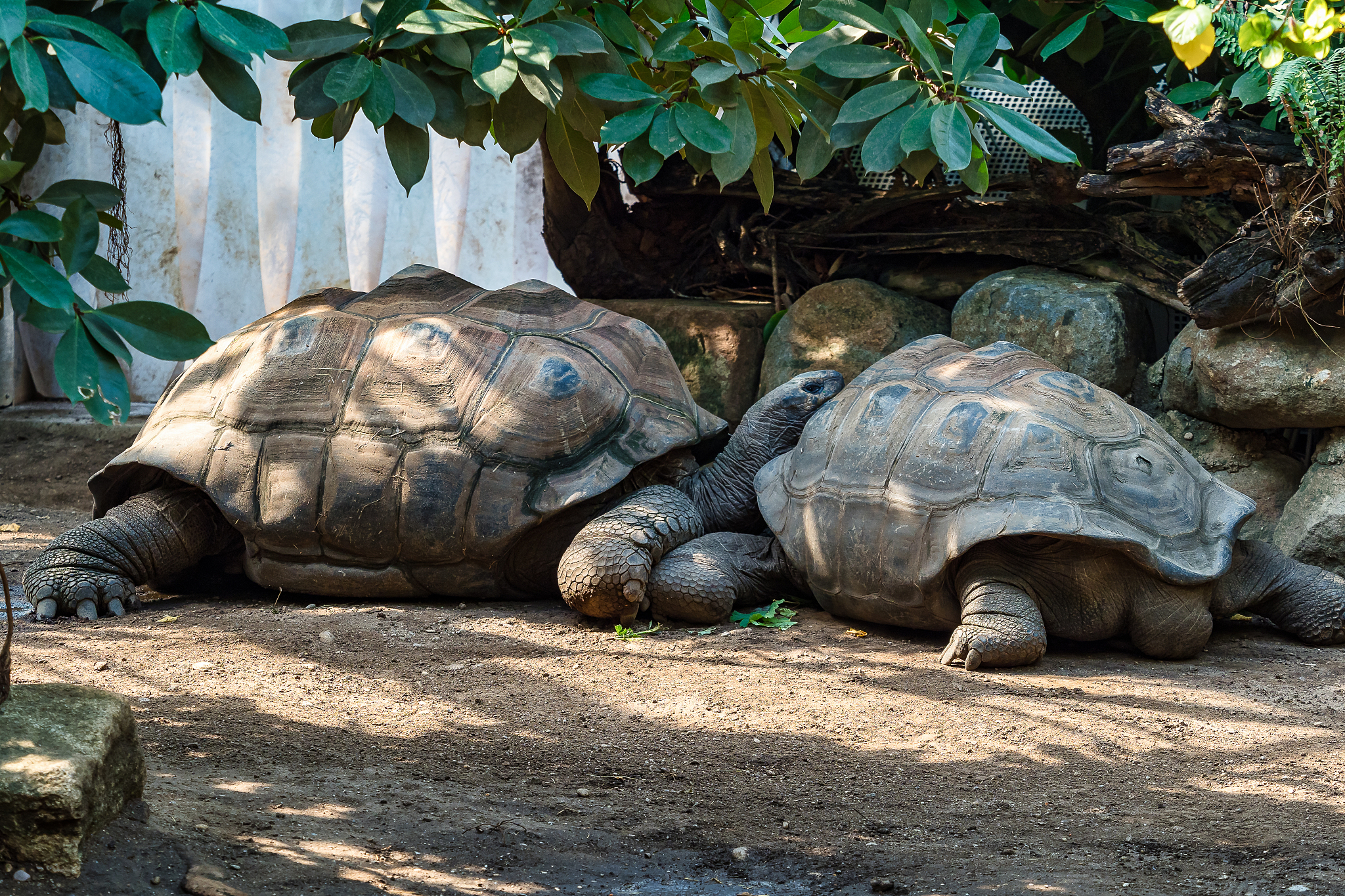 aldabra giant tortoise, curious marine national park, curious, s