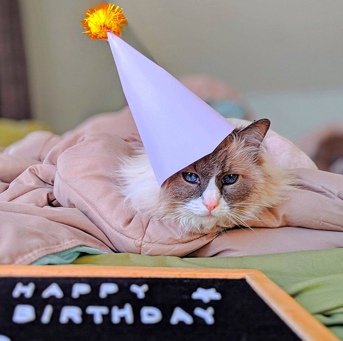 给朋友最幽默的生日祝福：祝你长得像猫一样快！