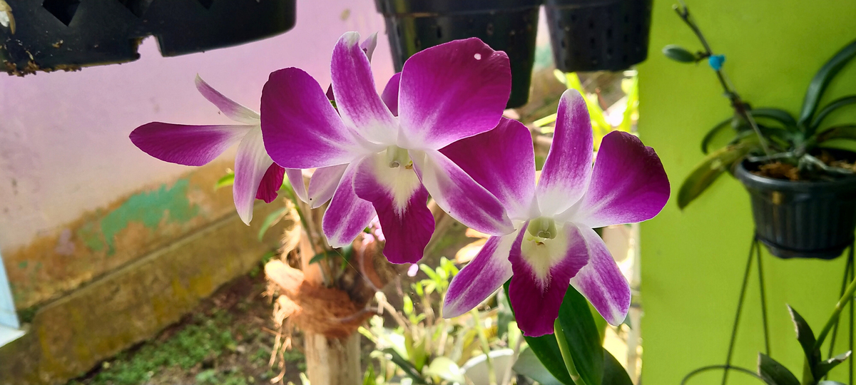 热带花园中盛开的紫色石斛兰花