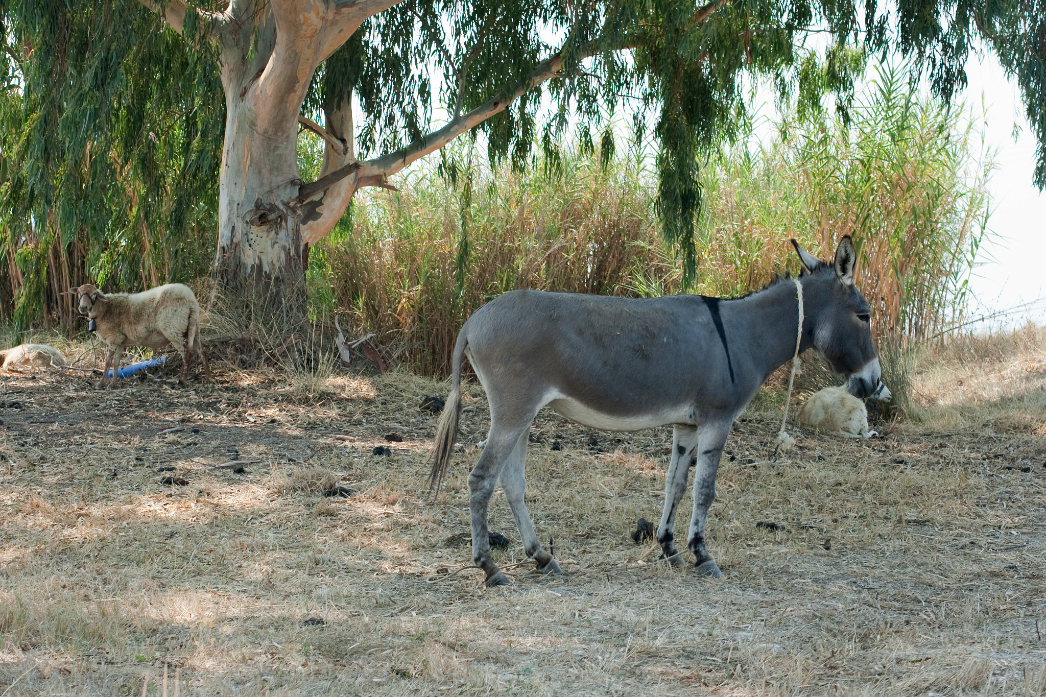donkey