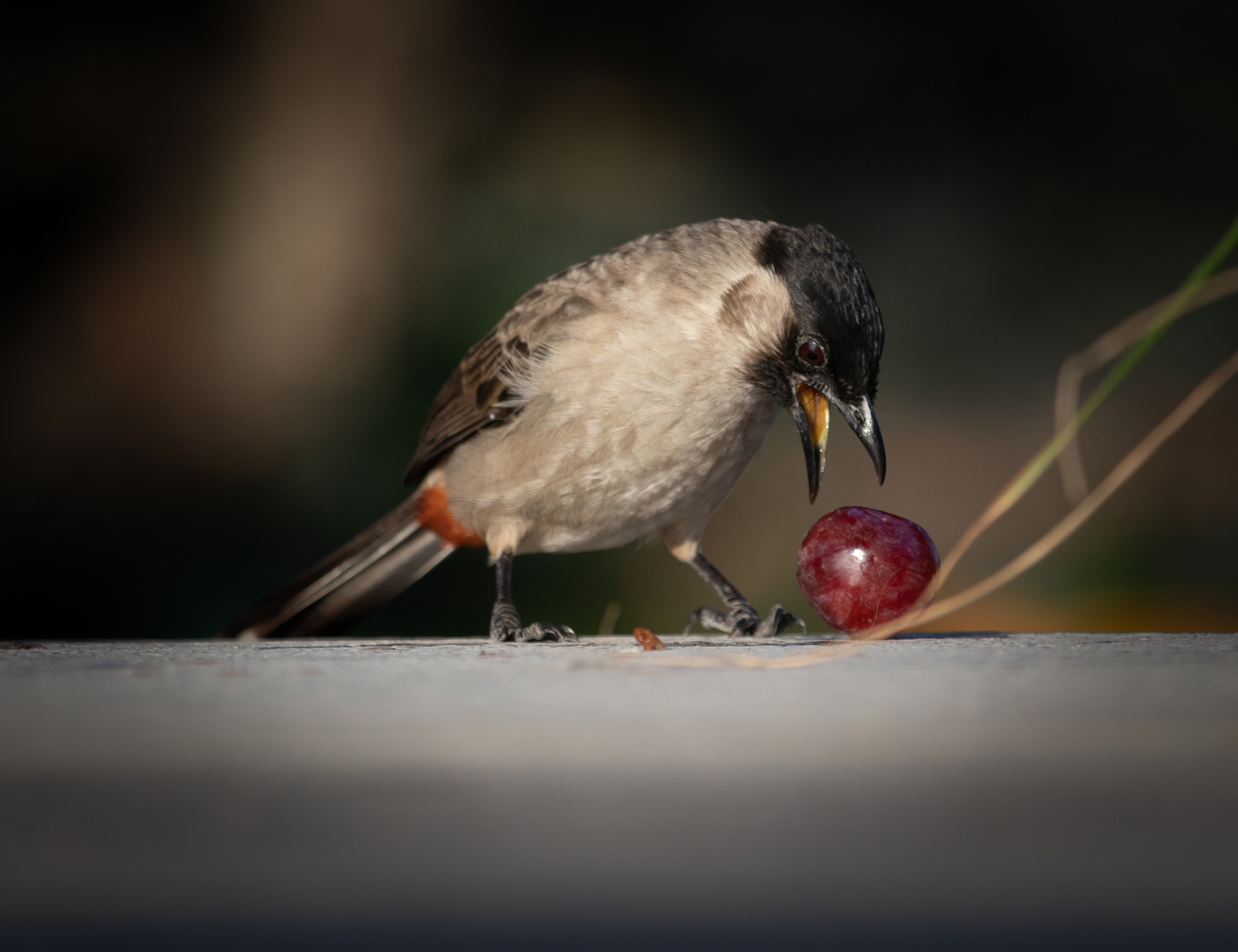 能作文吗题目白头翁