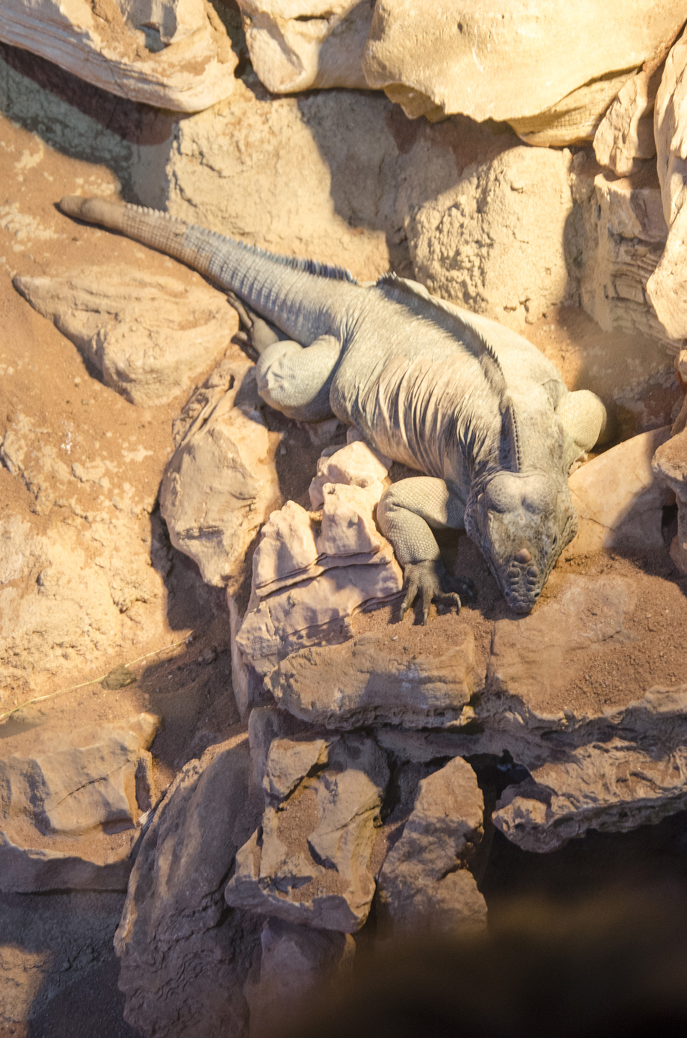 rhinoceros iguana (cyclura cornuta)
