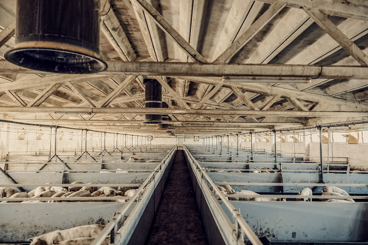 猪场单元猪群体感温度是否等于单元温度怎么排查帮我用180字详细描述