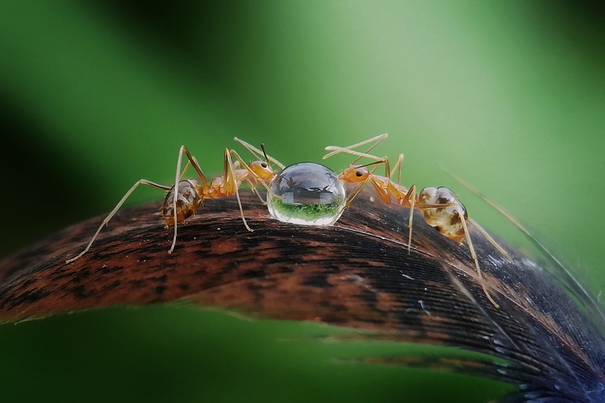 close-up of insect