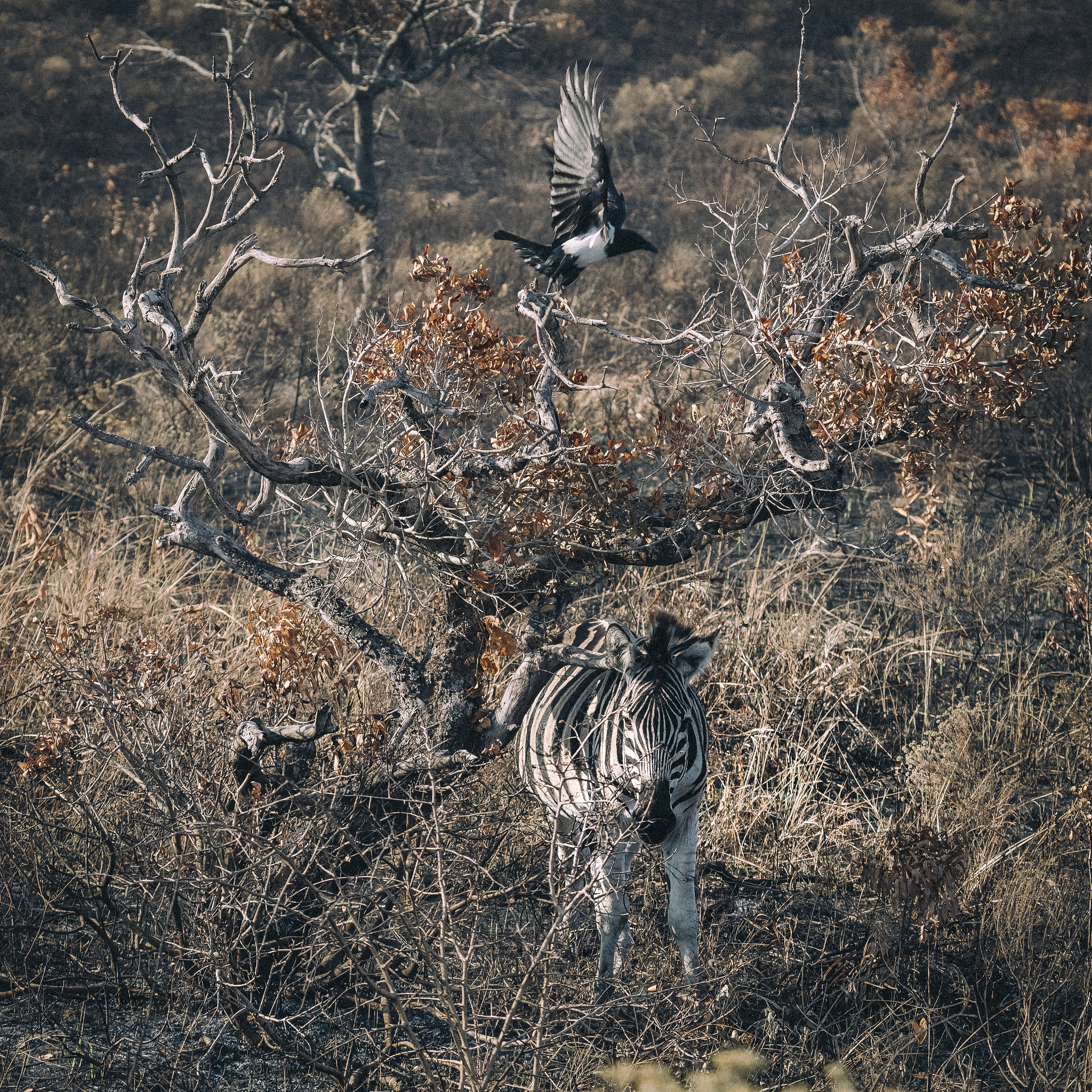 Machine Weaving: Ensuring Authenticity in Our Work