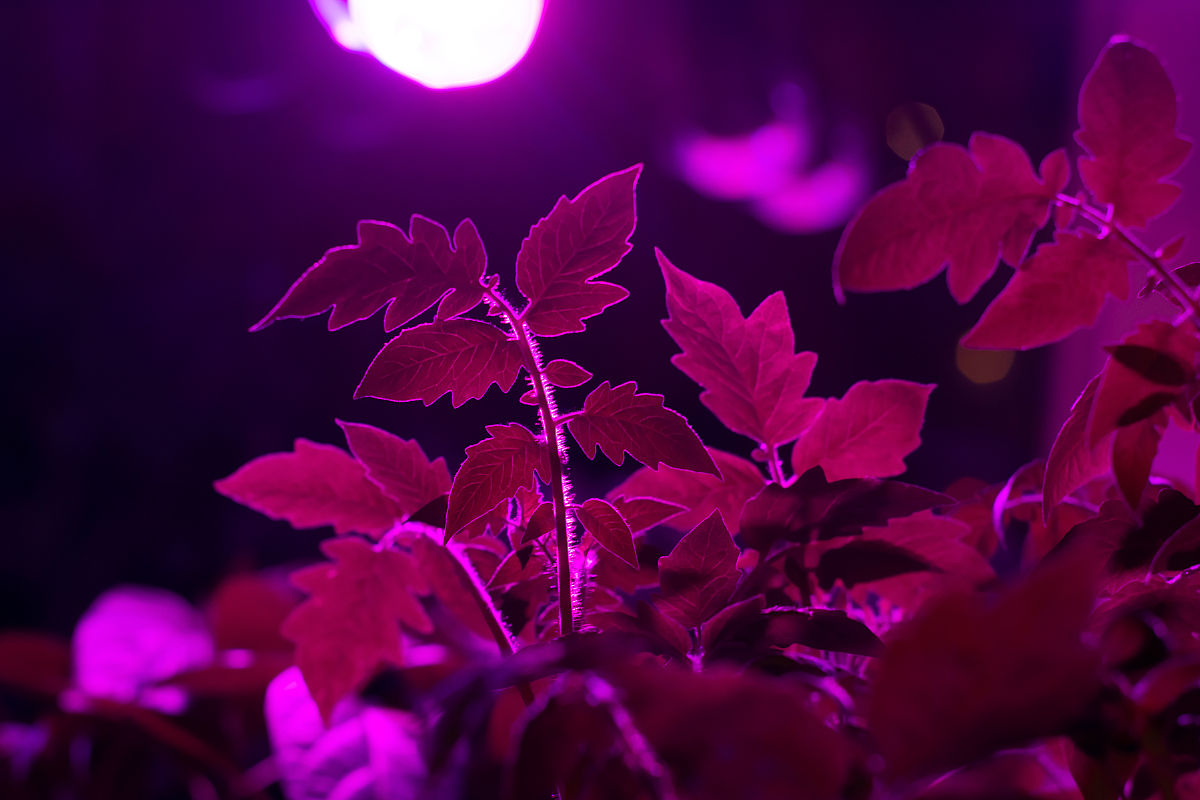 LED在植物照明上的应用和对植物的影响