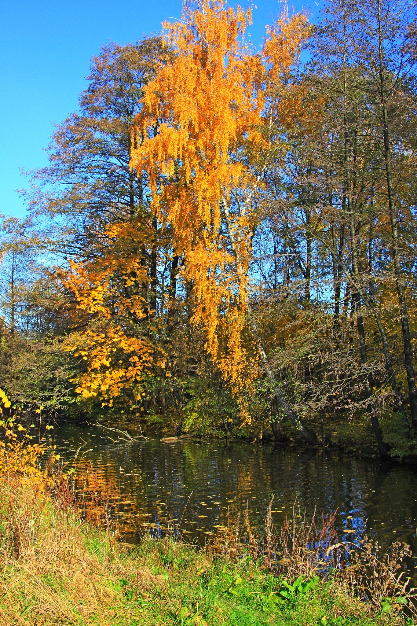 迷人的秋日色彩：火红枫叶、金色麦浪、斑斓山水和梦幻秋霞