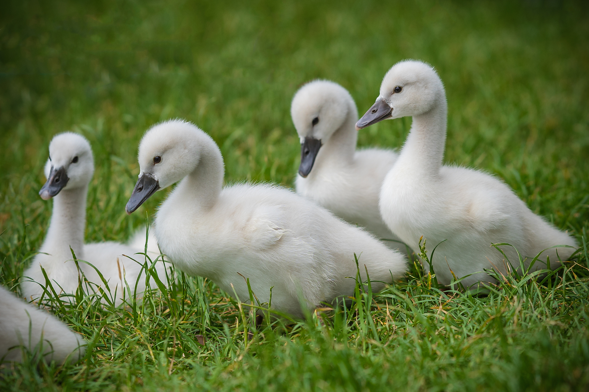 picture of baby swan cygnets in the grass with their family