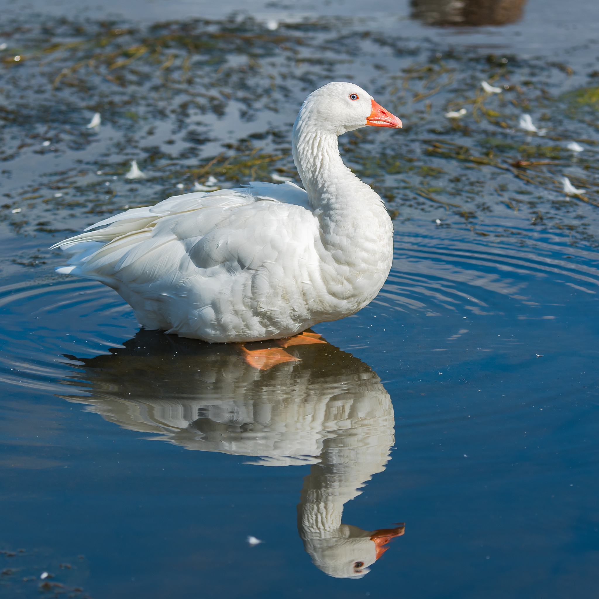 翻译：鹅鹅鹅曲项向天歌。白毛浮绿水红掌拨清波