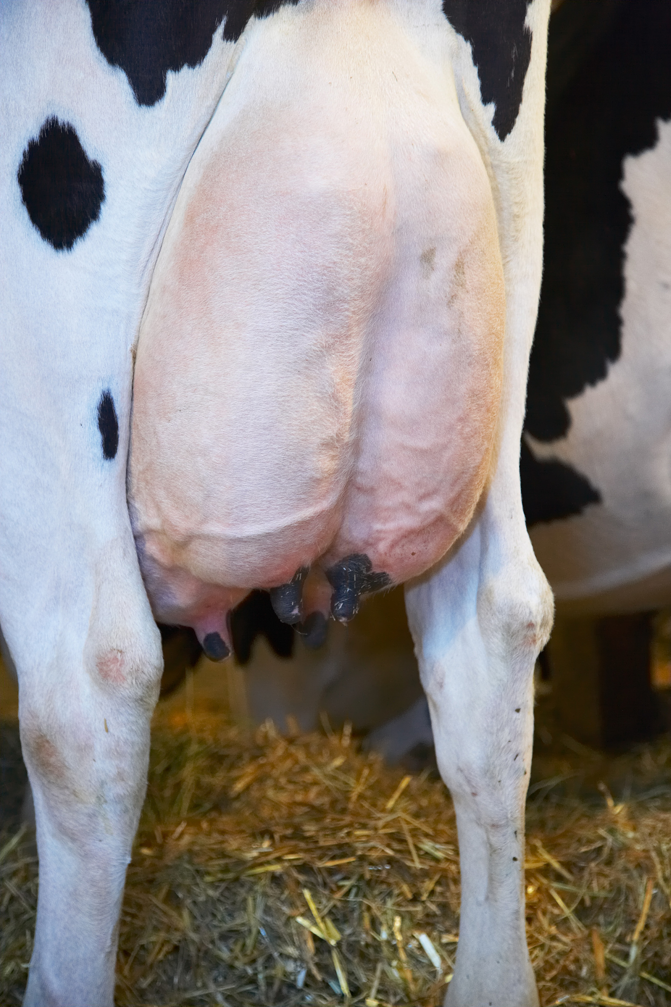 牛翻底窝怎么办？如何消除产前产后乳房凹陷问题