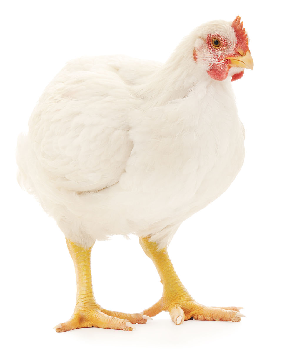 纯白公鸡有什么功效