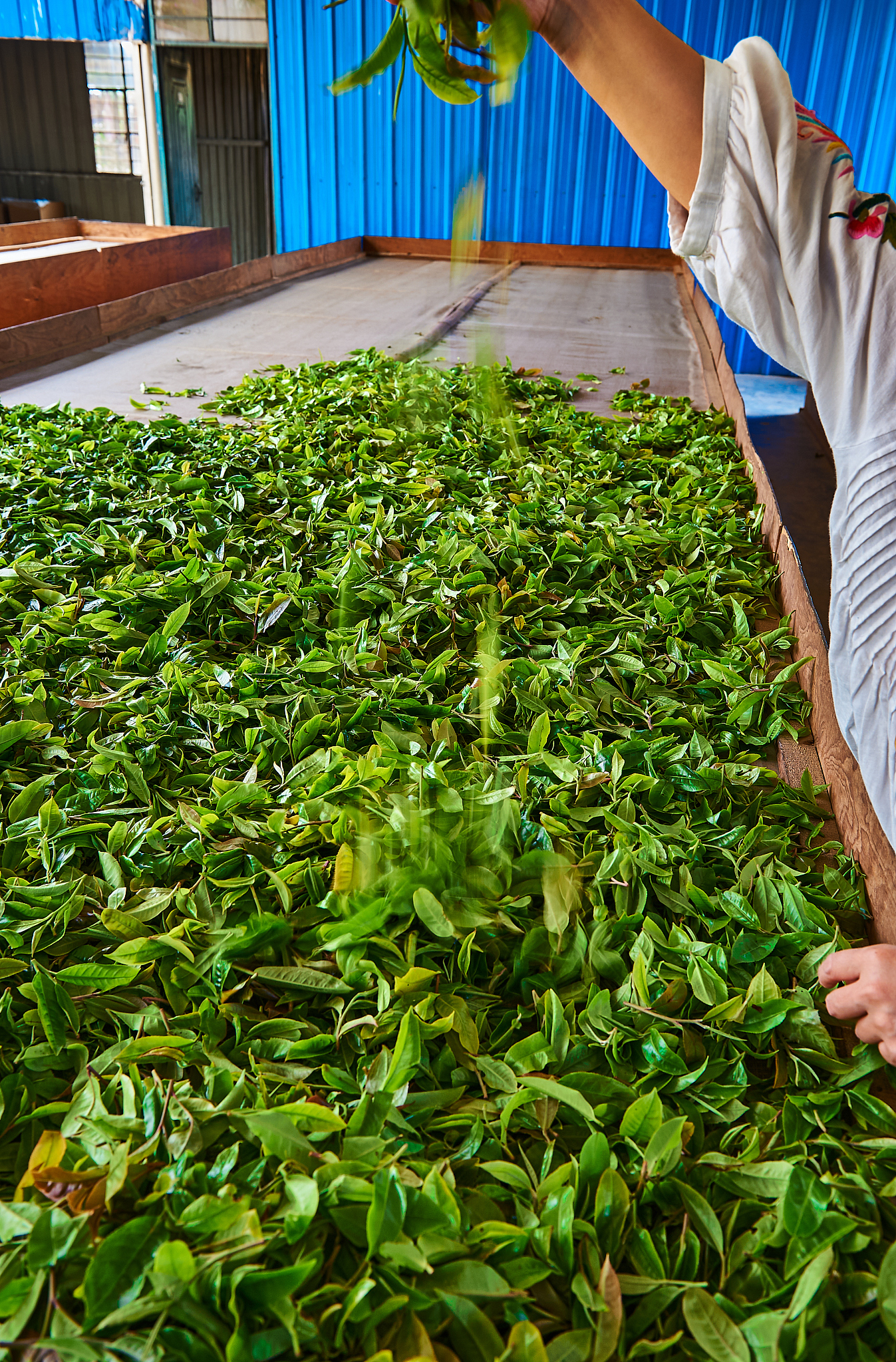 文冠果茶叶可以自己做吗，