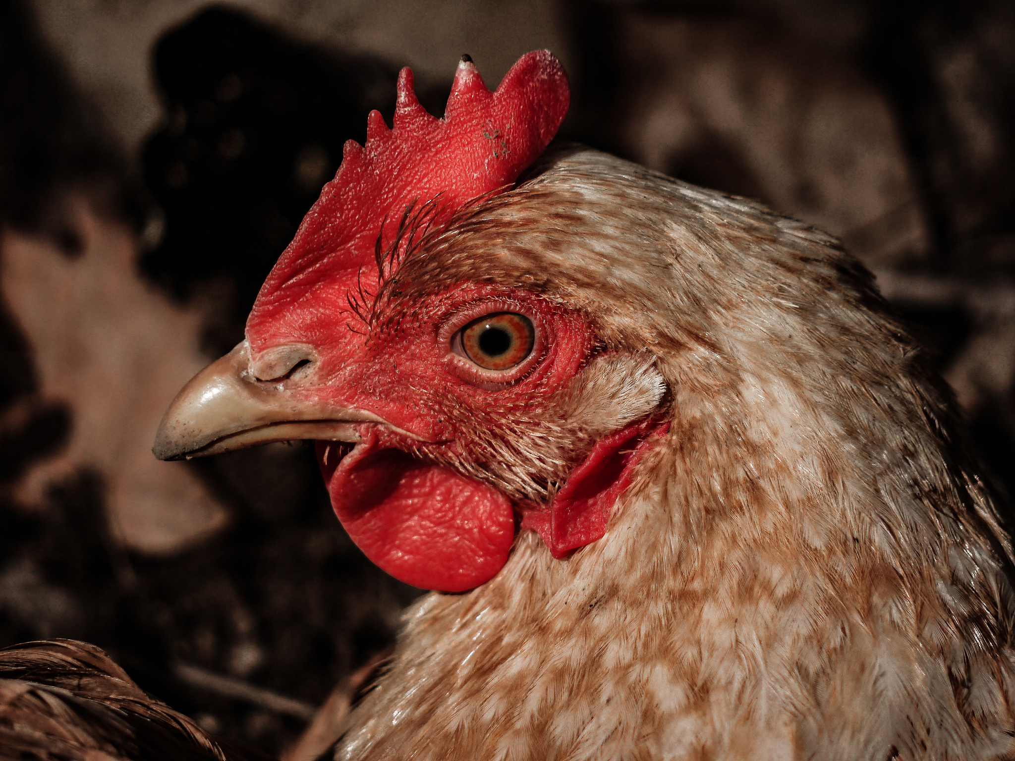 profile view of hen
