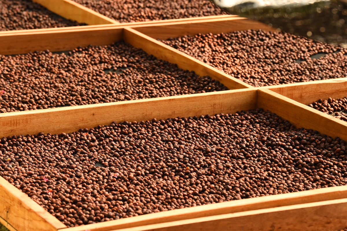 给我详细讲一下，咖啡豆的日晒、水洗、半水洗、密处理、酒桶发酵、厌氧这几种处理方法，每一个的优点和缺点，以及各自处理方法处理后的咖啡豆呈现出的不同风味区别。