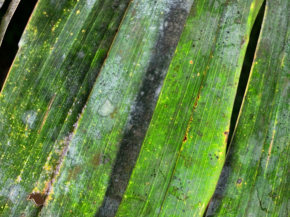 小麦虫害研究文献综述：生物学特性、发生规律与防治措施