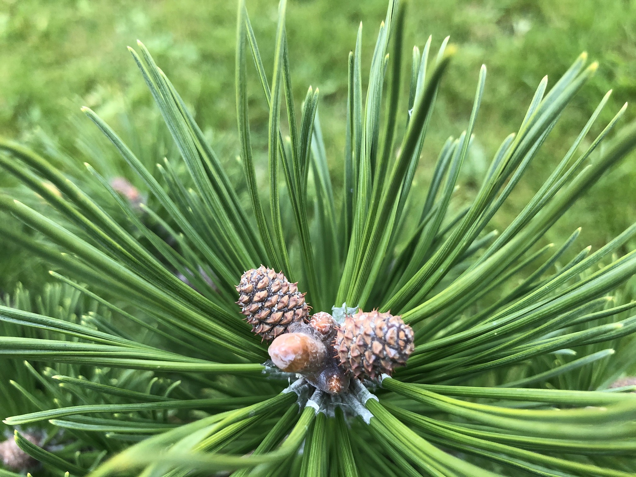 日本柳杉果实：球果与种子 - 详细介绍