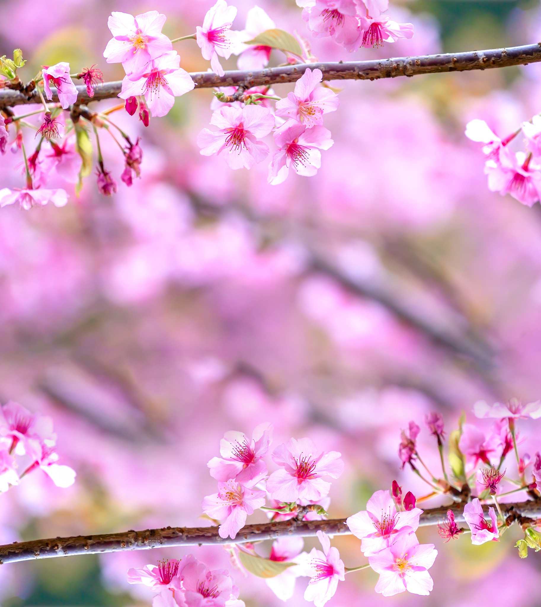 粉红花朵盛开树枝，如梦似幻的春天写真