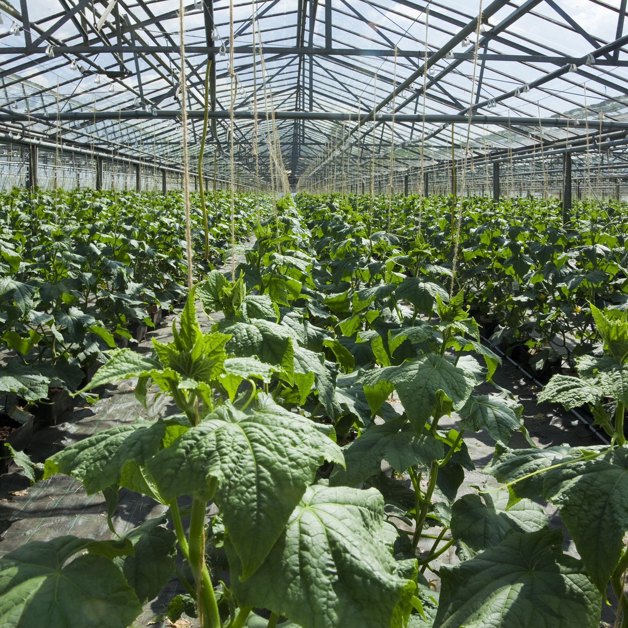 请为基于大模型的农作物疾病诊断和知识问答系统写一段专业商业计划书的商业模式从如下几方面说明公司商业模式：定位的目标客户是谁？如何开发和维护客户？定价和收入模式设计；业务开展主要流程；需要哪些核心资源；需要哪些重要合作；成本结构如何等。