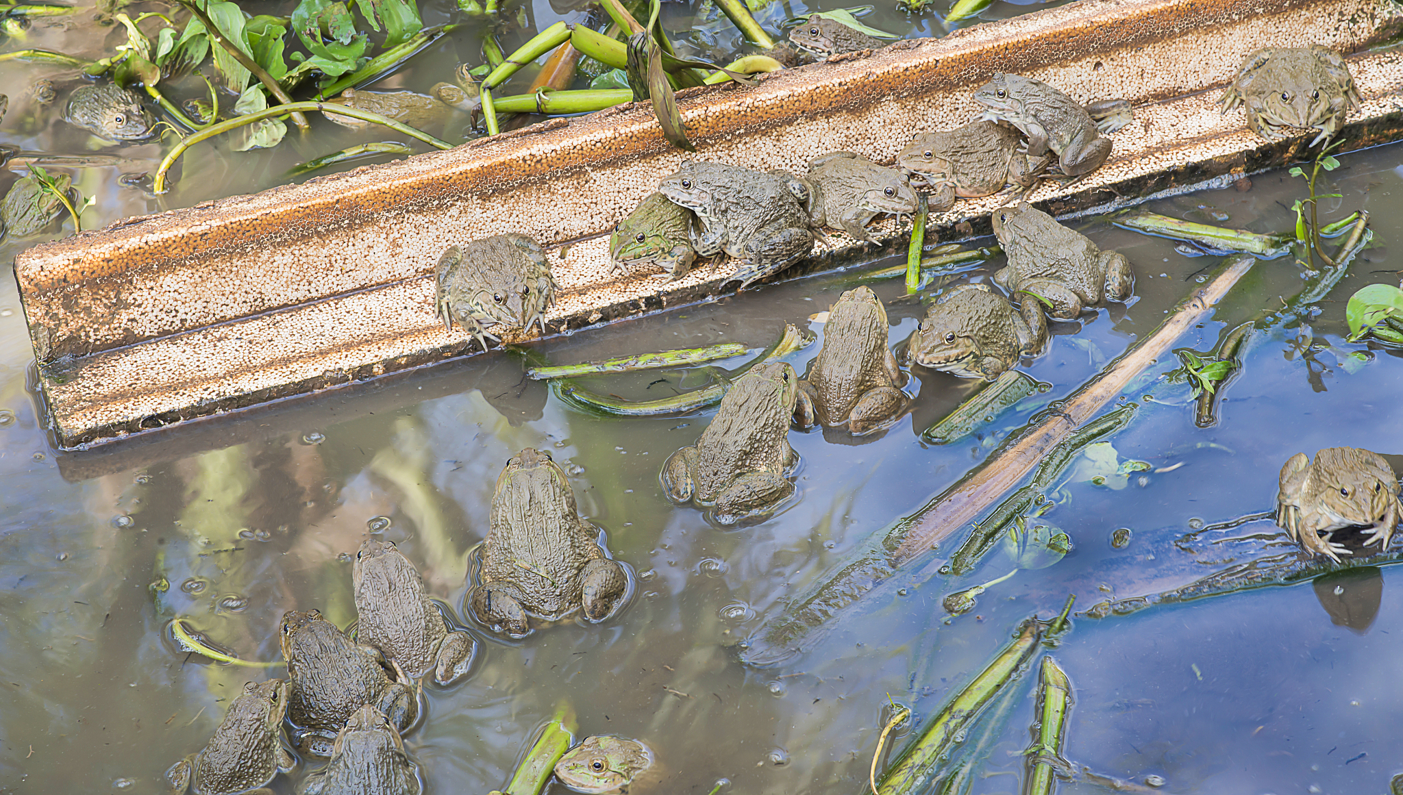 吉林省辽源林蛙养殖情况大约400字