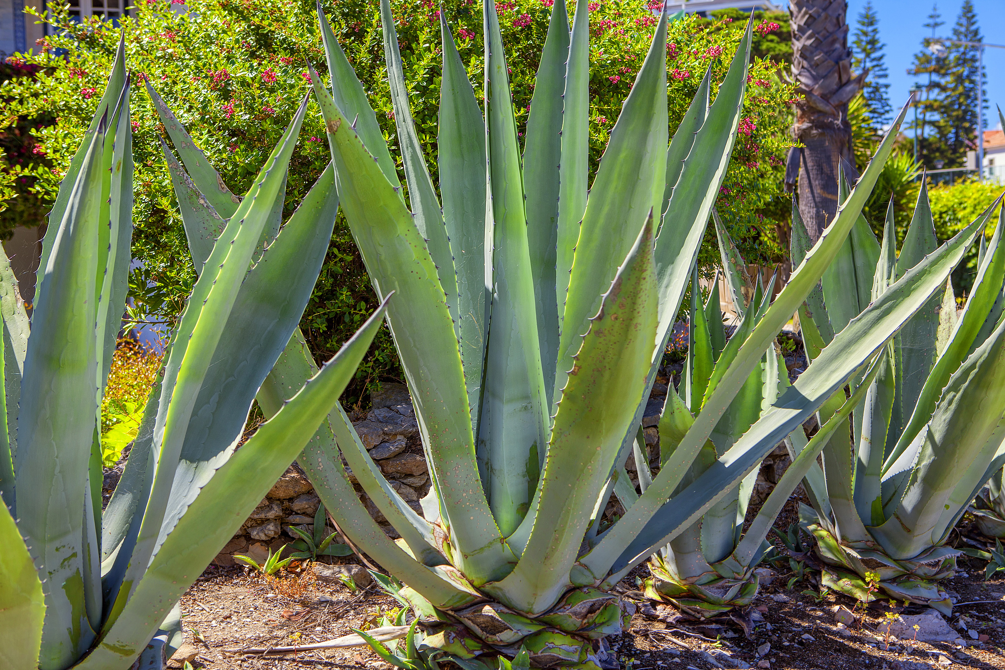 金边芦荟和金边龙舌兰有啥区别？