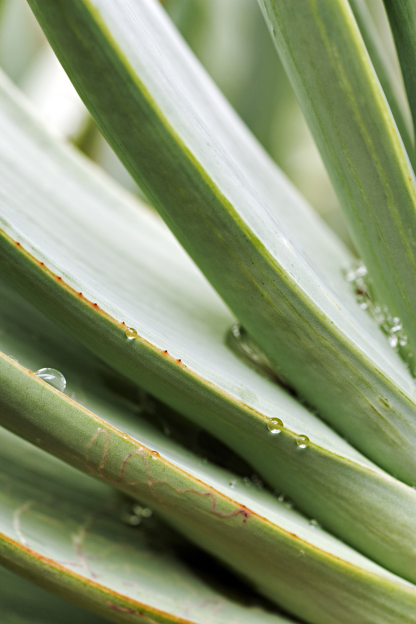 fan aloe, aloe plicatilis. closeup of the greyish leaves. mounta