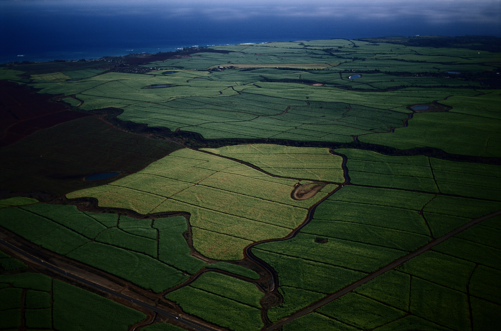 sugar cane fields and coastline, maui