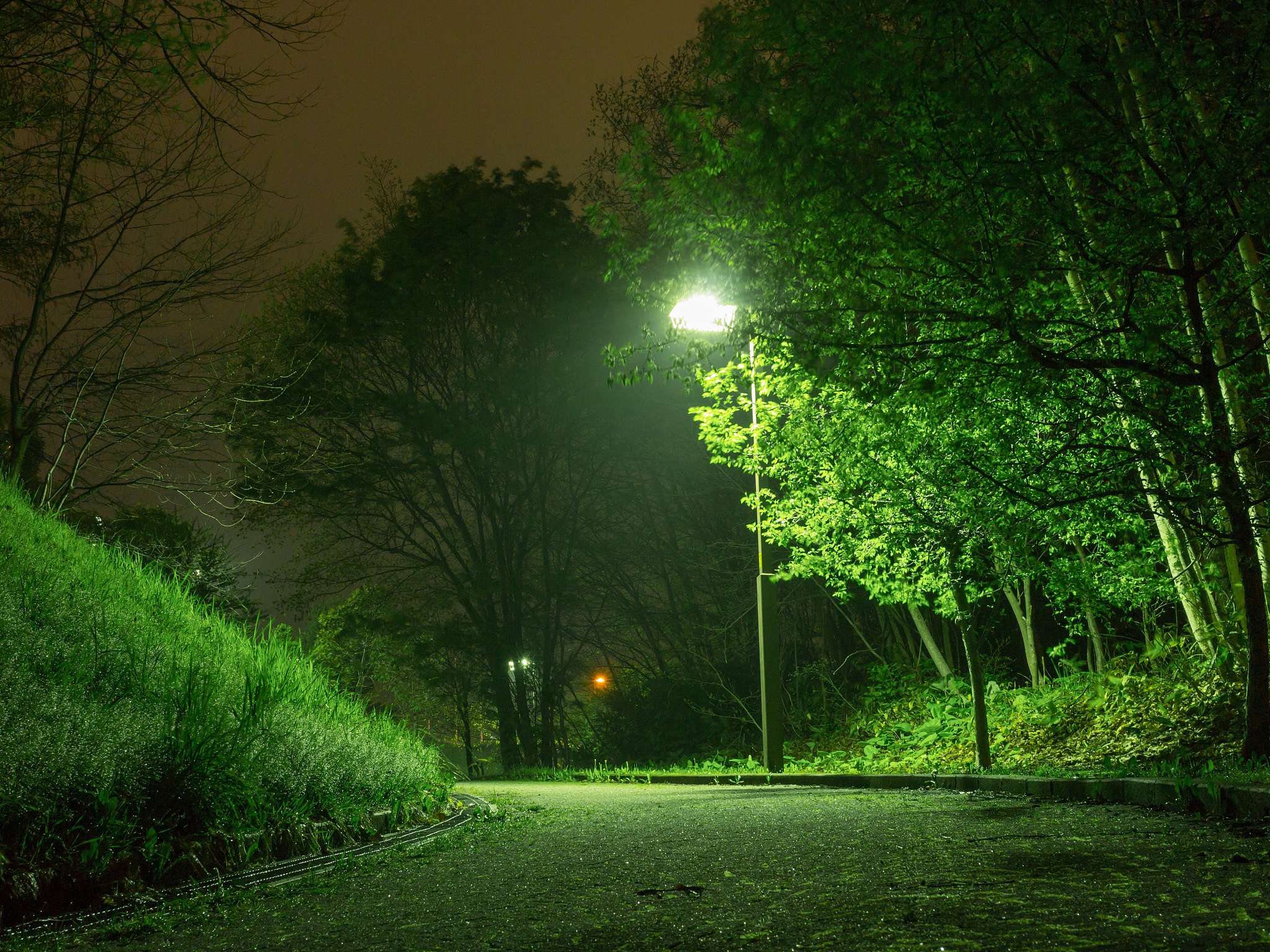 绿的发黑照样子写一写 - 描写夜晚绿色的景象