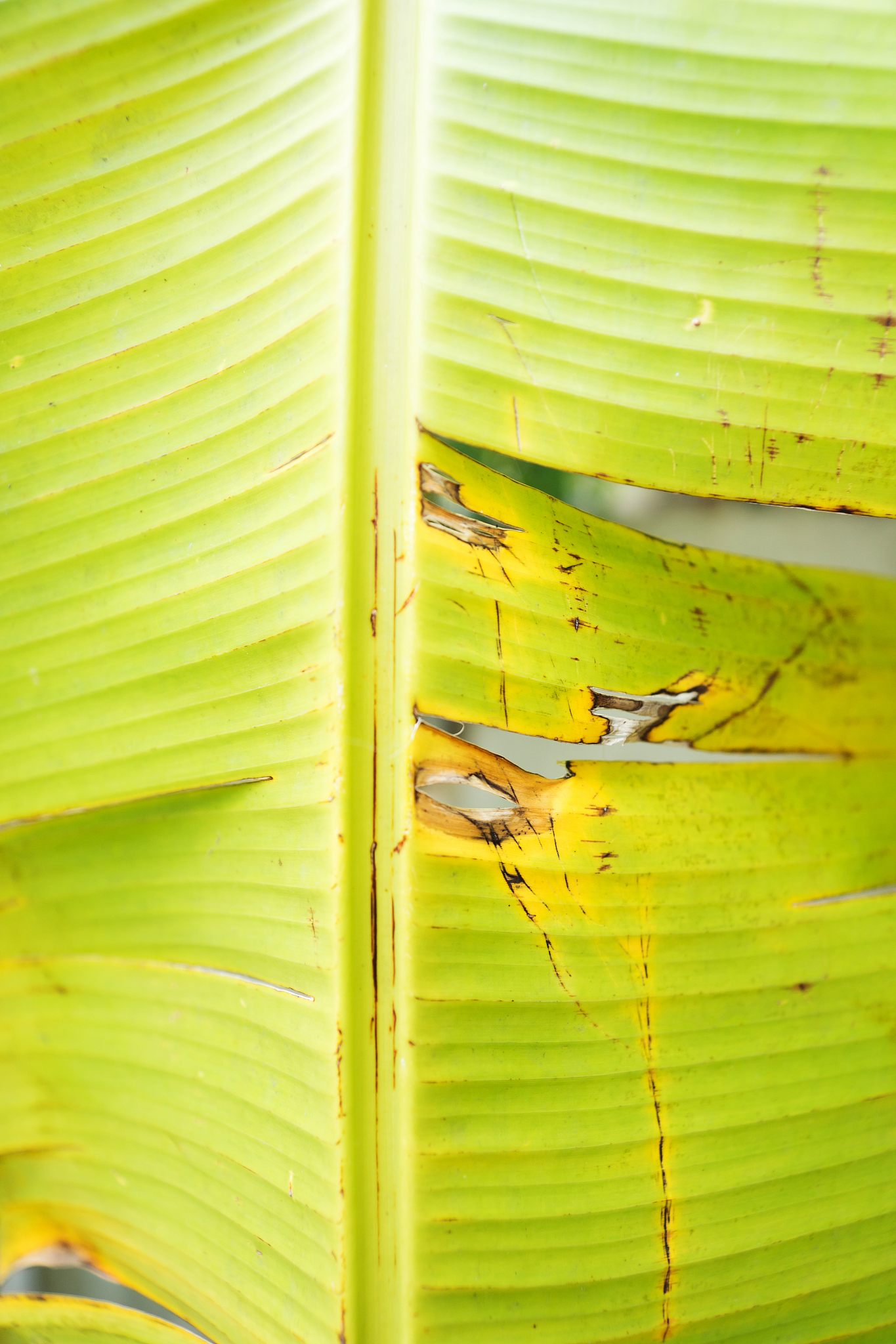 banana leaf