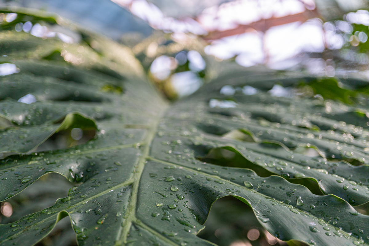 雨天心情：享受不同气息，雨天的好处有哪些？