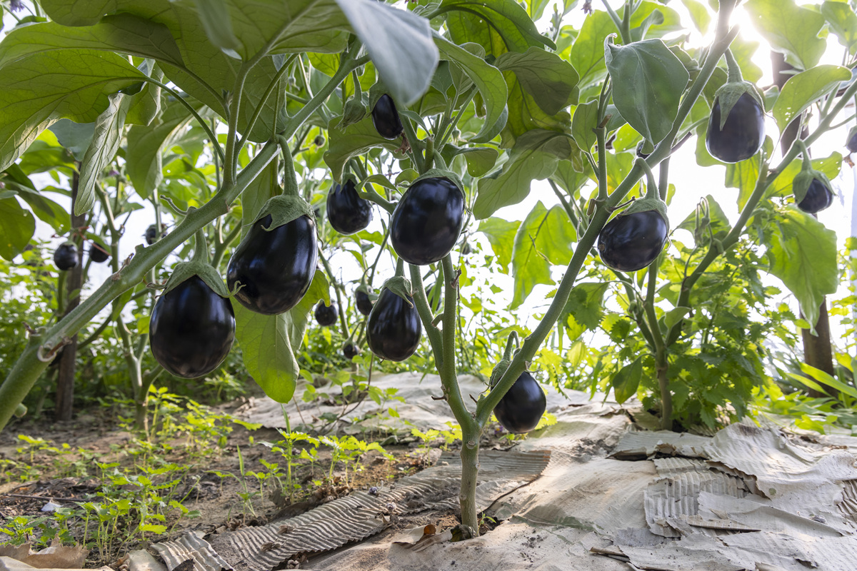 青茄子种植：氮磷钾肥料如何影响产量和品质？