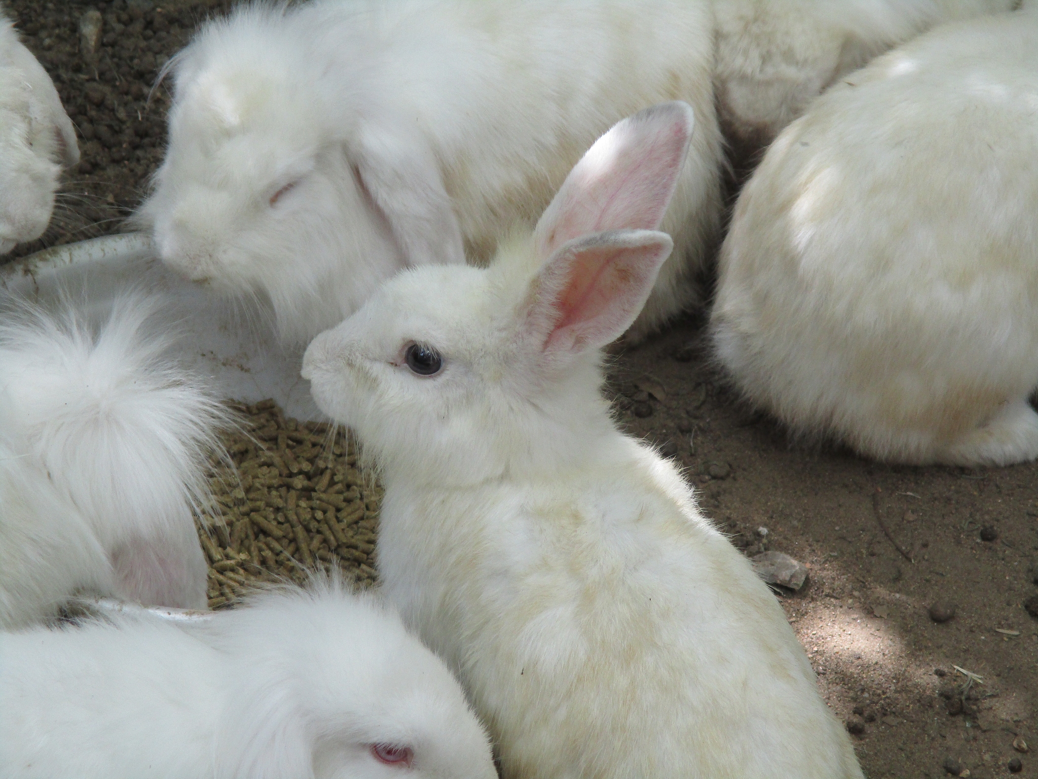 用一句中国古代民歌描述如何分辨兔子的雌雄