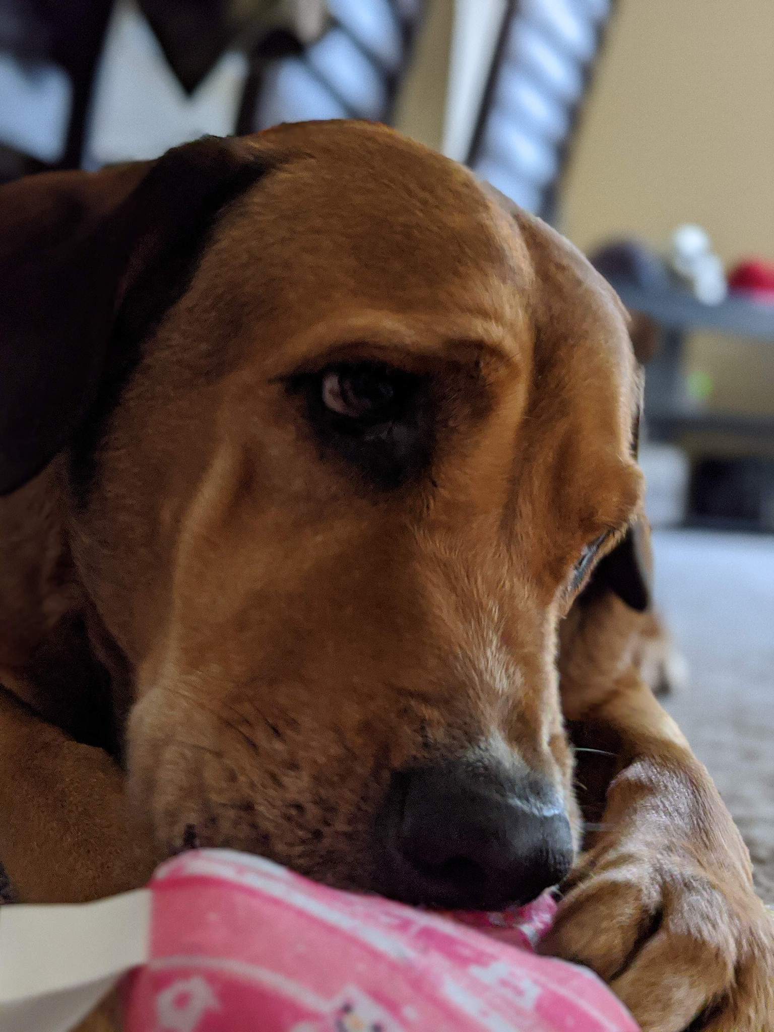 狗狗分离焦虑：分开一个月后见面就发抖？原因和应对方法！