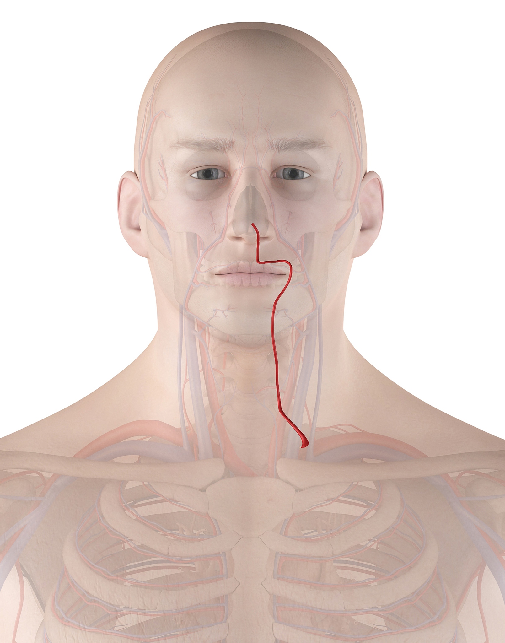 鼻烟窝：鼻腔的凹陷，重要的气穴