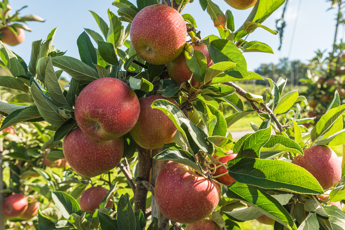延安宜川苹果 朋友圈 推广语 自家种的