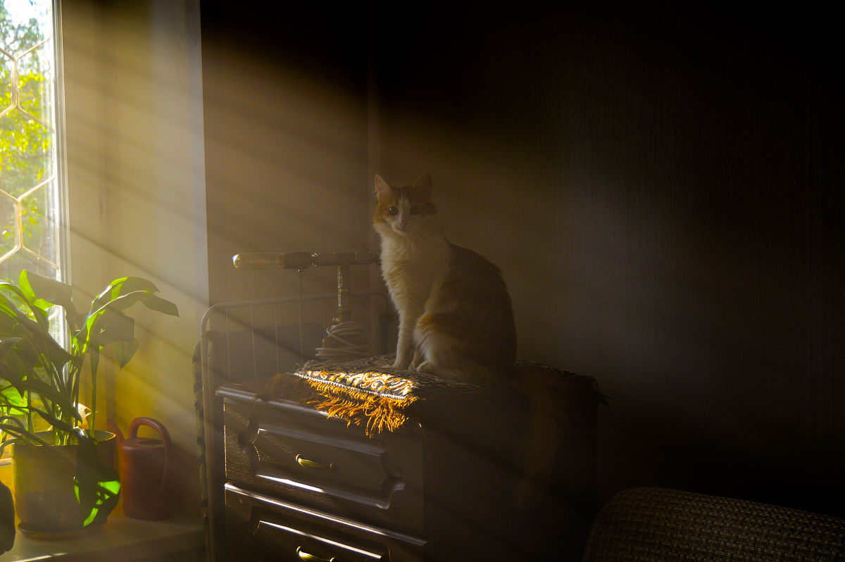 猫思想：为何被誉为'不灭的太阳'？