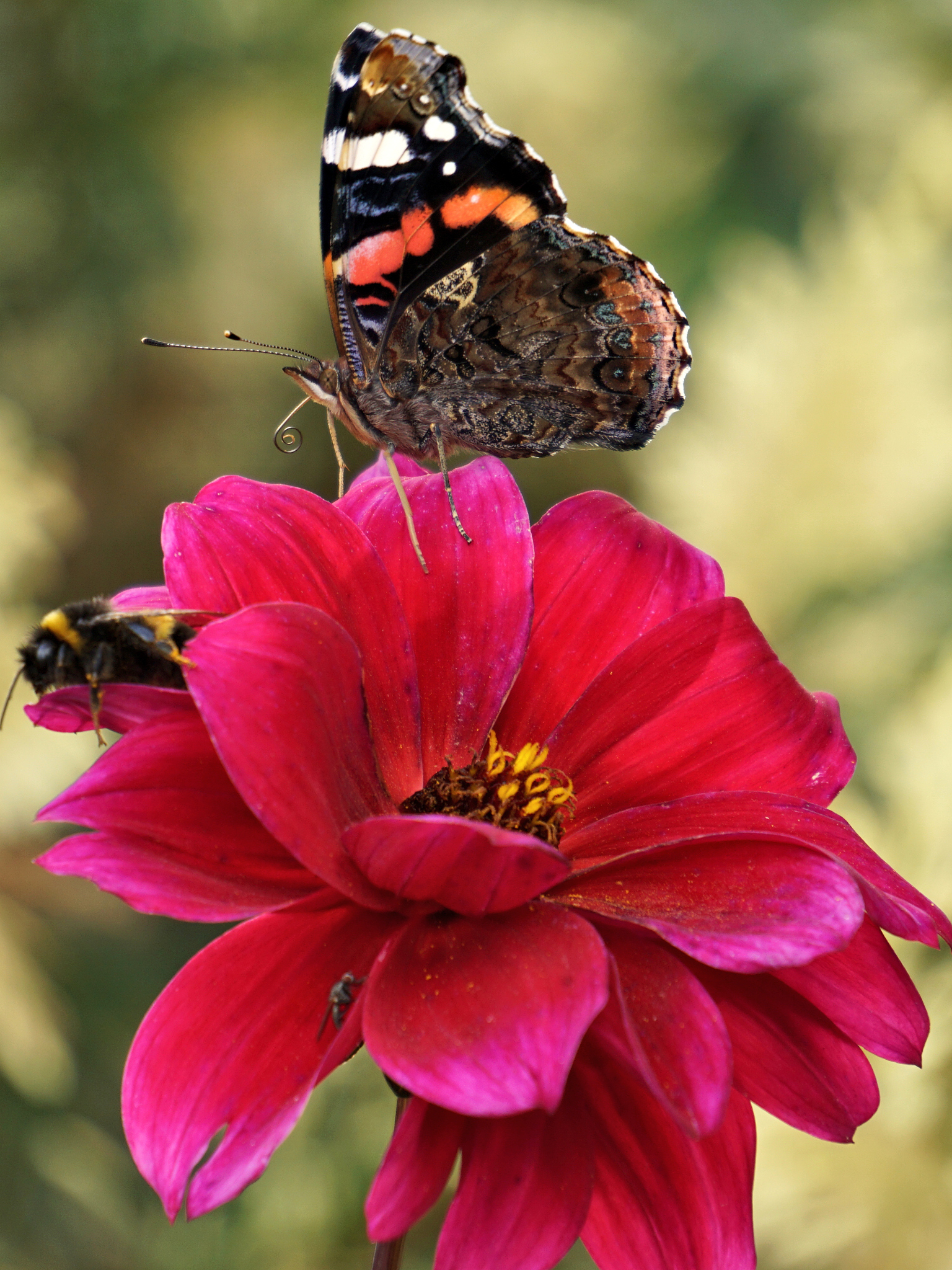 苹果12红色换过屏幕能卖多少钱回答加拓展。