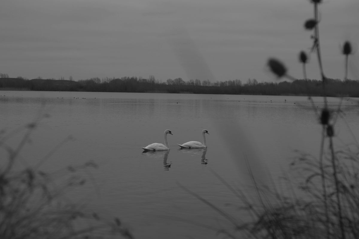 题目：《舞剧天鹅湖黑白天鹅舞段的表现力分析》黑白天鹅舞段的历史演变 A 剧场演出的历史 B 相关影视作品的影响 C 舞蹈编舞的演变根据黑白天鹅舞段的历史演变填写abc项