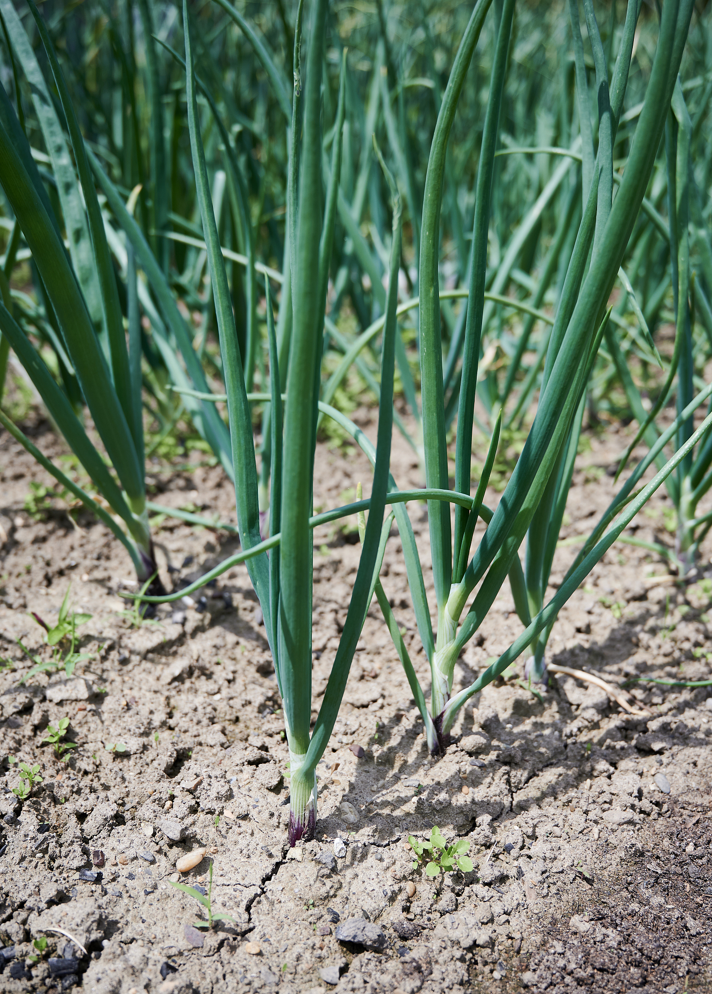 green onion plants grow in rows in a vegetable garden.