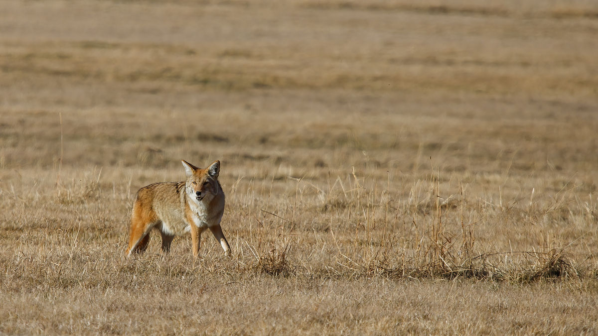 《野生狩猎最后的猎人》更新日志：全新狩猎地图、武器和多人模式