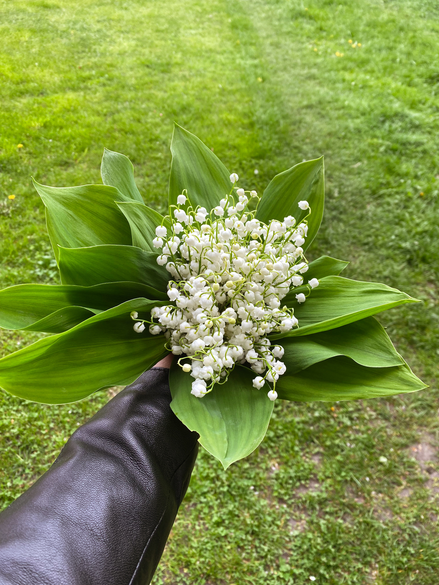 鞋子花的学名是什么？