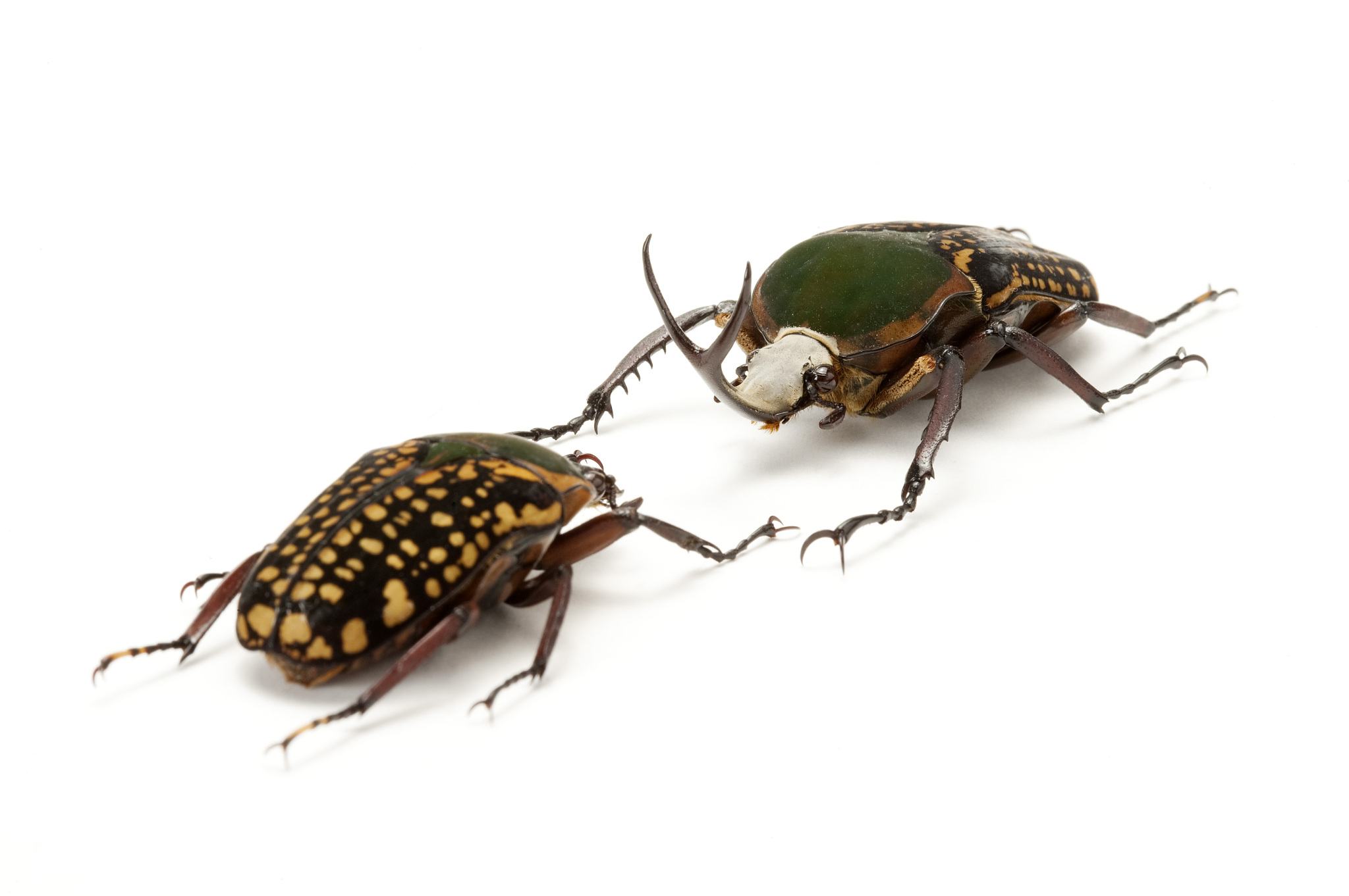 大尖鞘叩甲：分布、危害及防治措施