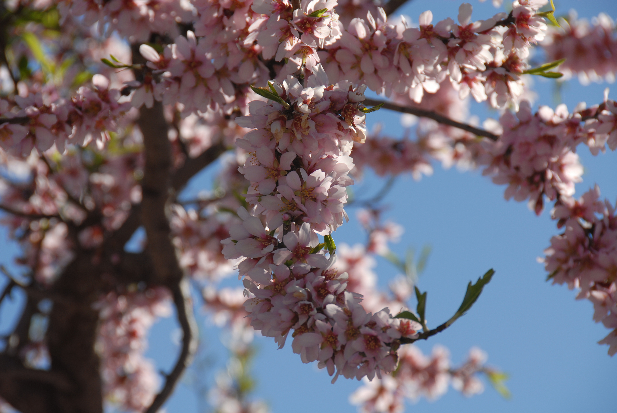 mandelblüte in spanien