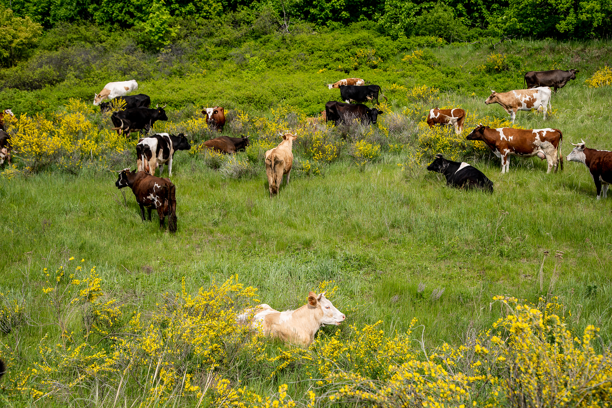 畜禽生产技术学什么？就业前景怎么样？