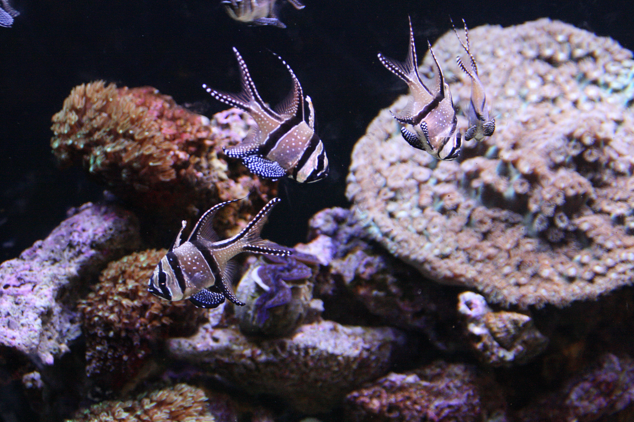 国际生物多样性日宣传活动方案：详细指南及案例