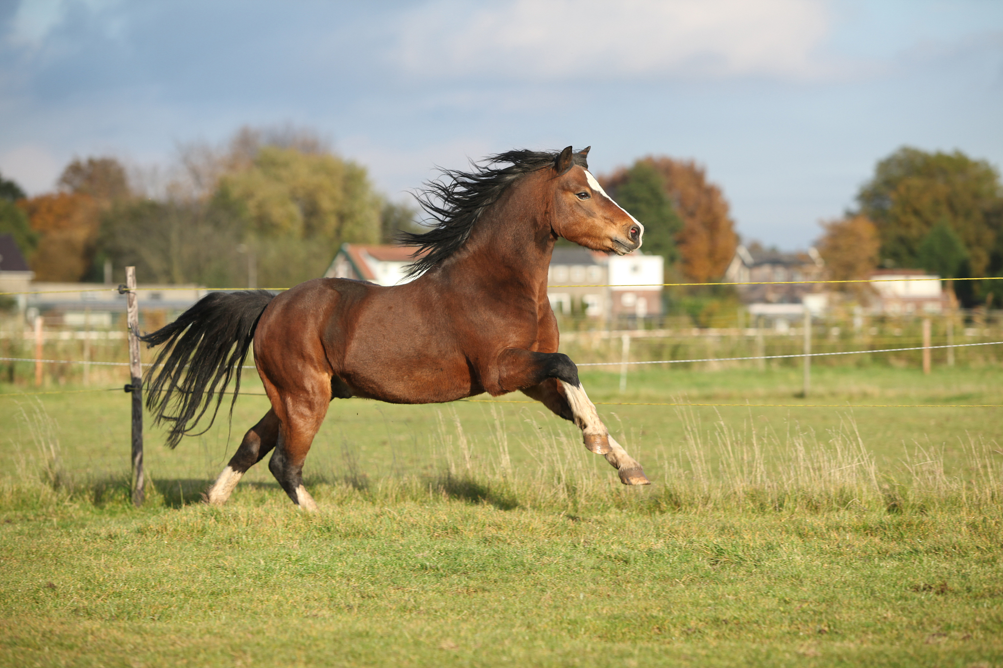 brown welsh mountain pony stallion with black hair