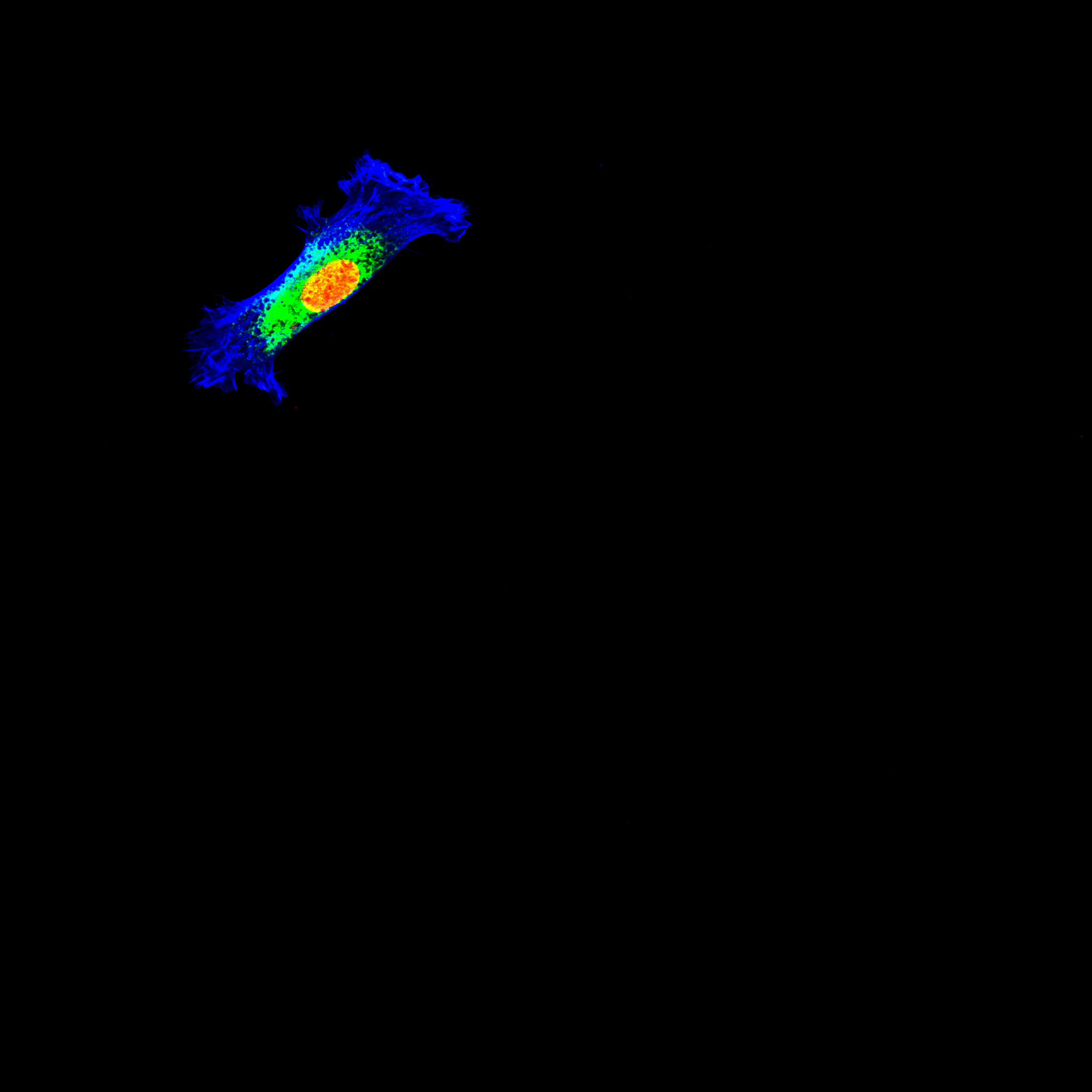 Preparation and Characterization of Polyclonal Antibodies against Porcine Enterovirus G (EV-G) 3C Protein for Diagnosis and Functional Study